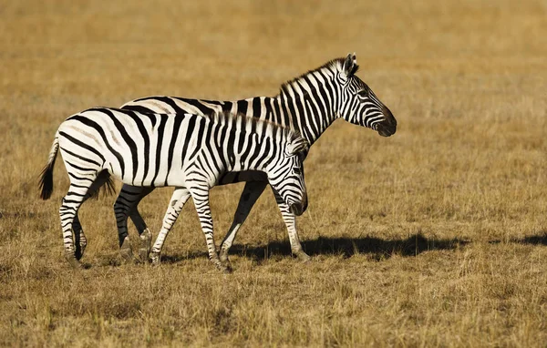 Zebralar Savannah Yürüyüş — Stok fotoğraf