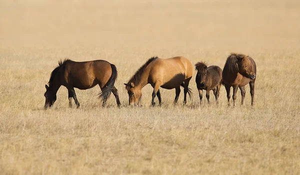 Herd Horses Grazing Grass — Stock Photo, Image