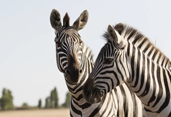 Zebra Lopen Savanne — Stockfoto