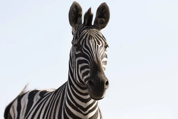 Focinho Uma Zebra Contra Céu — Fotografia de Stock