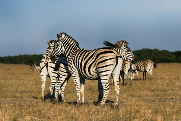 Rebanho Zebras Andando Pela Savana — Fotografia de Stock