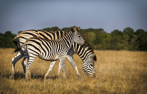 Herd of zebras walking across the savannah