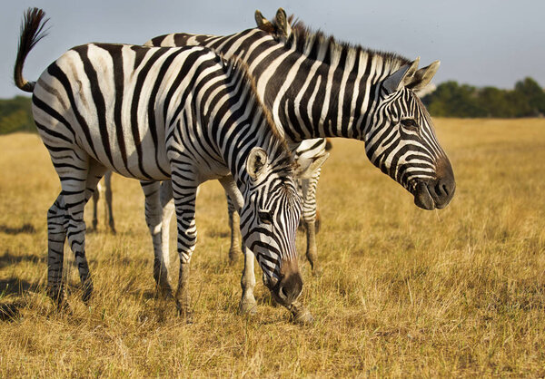Herd of zebras walking across the savannah