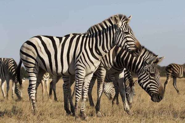 Rebanho Zebras Andando Pela Savana — Fotografia de Stock