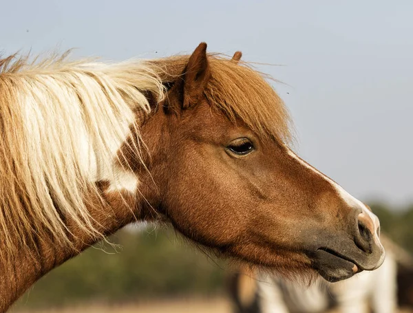 Cavalo Olha Para Lado — Fotografia de Stock