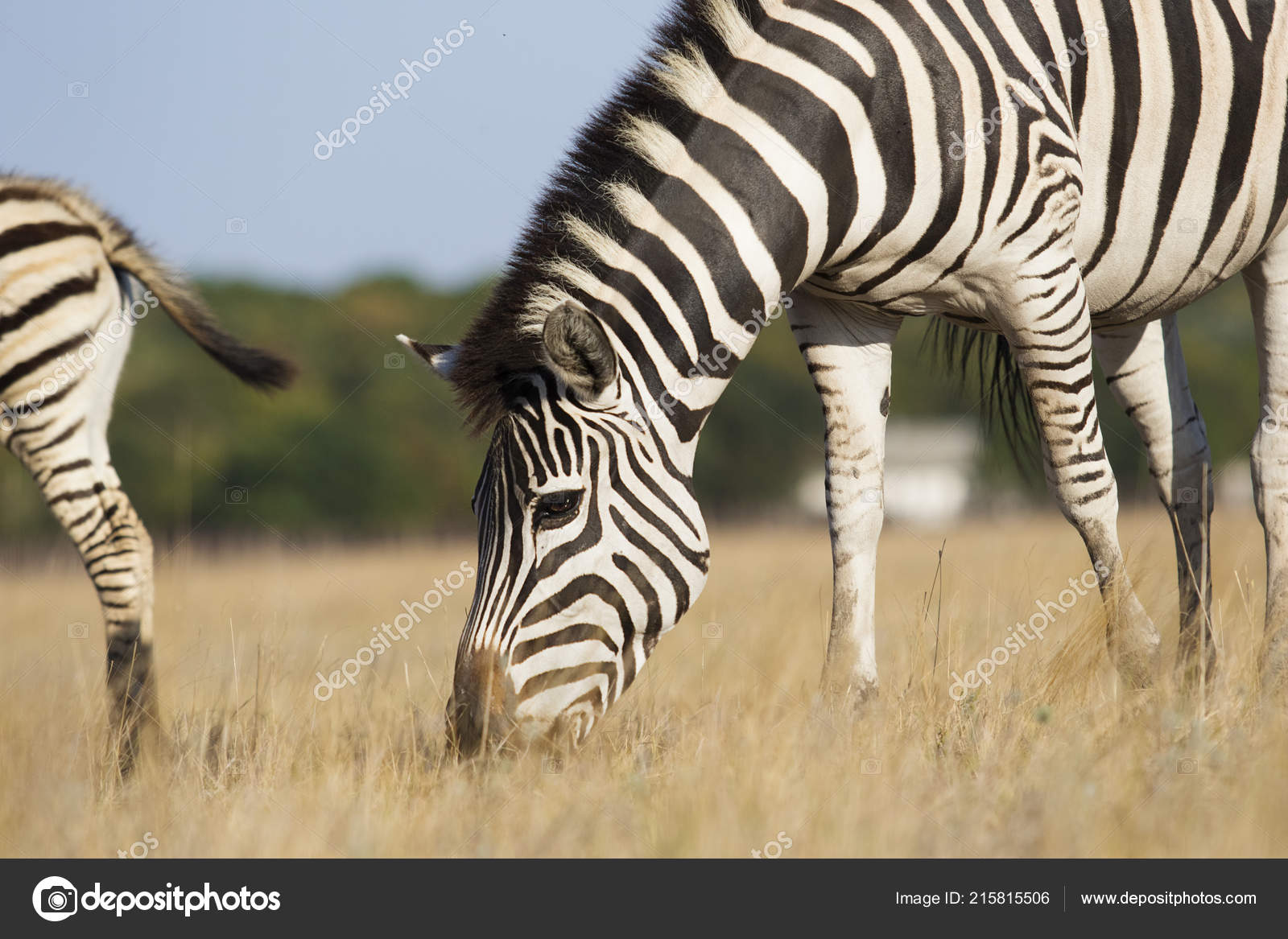 Zebra Eat Grass Stock Photo by ©gurinaleksandr 215815506