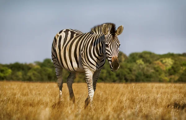 Zebra Chůze Savannah — Stock fotografie