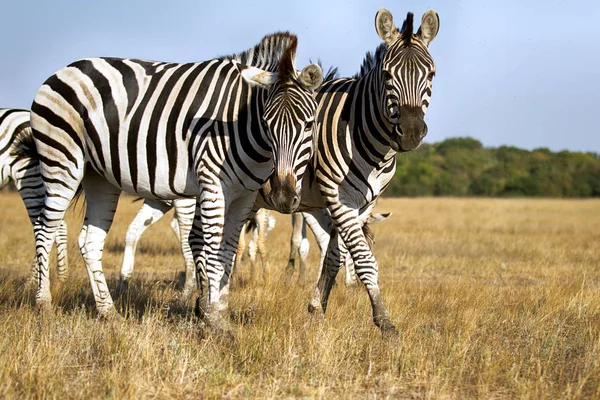 Manada Zebra Savana — Fotografia de Stock