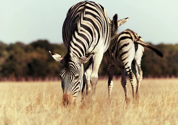 Zebra Tay Yemek Çimen — Stok fotoğraf