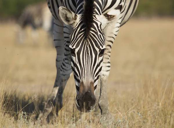 Bir Zebra Yemek — Stok fotoğraf