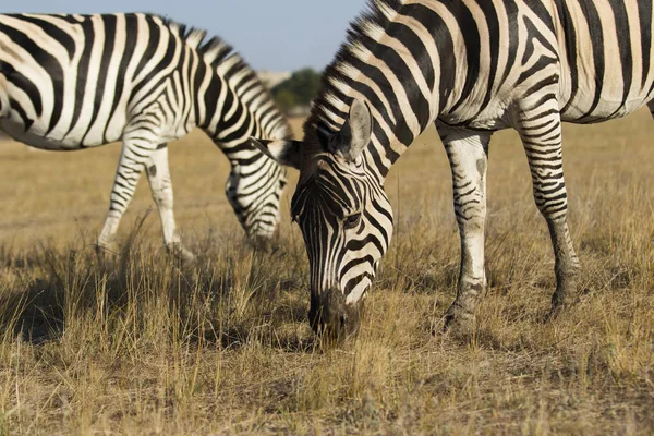 Zebra Und Fohlen Fressen Gras — Stockfoto
