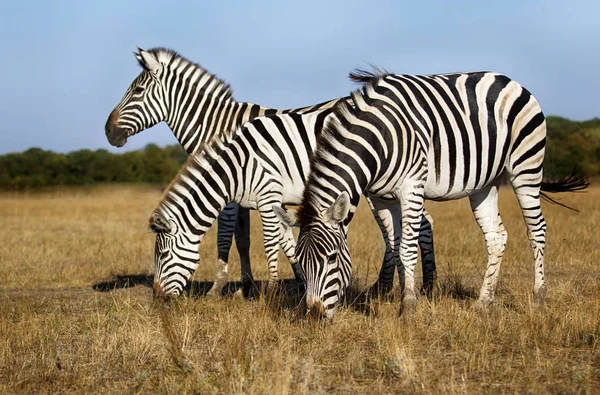 Zebra Žerou Trávu — Stock fotografie