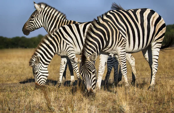 Zebra Comer Grama — Fotografia de Stock