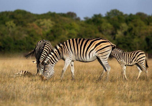 A Zebra eat grass