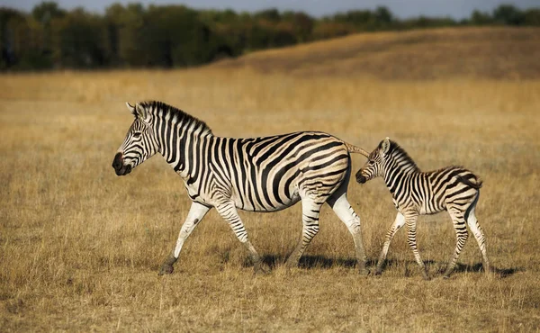 Zebra Äter Gräs — Stockfoto