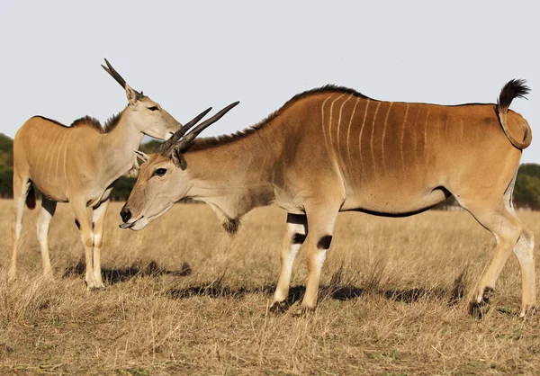 Зебра Їдять Траву — стокове фото