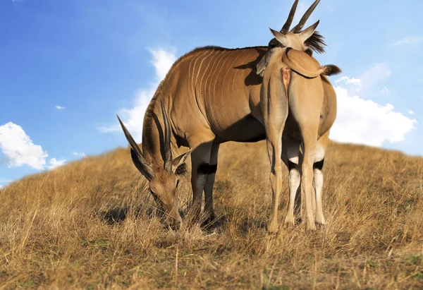 Ein Zebra Frisst Gras — Stockfoto