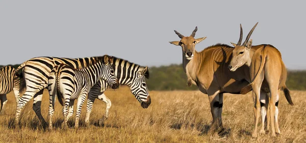 Zebra Äter Gräs — Stockfoto