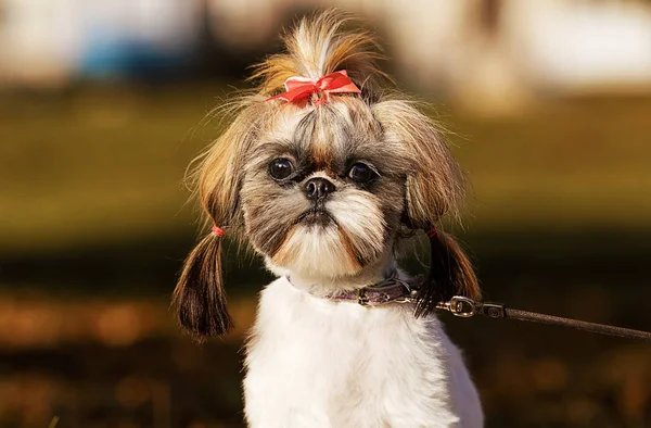 Shih Tzu Cão Caminhada Outono — Fotografia de Stock