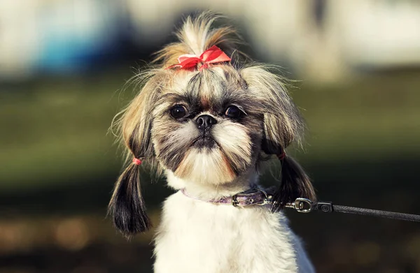 Shih Tzu Cão Caminhada Outono — Fotografia de Stock