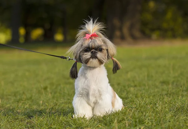 Shih Tzu Kutya Séta — Stock Fotó