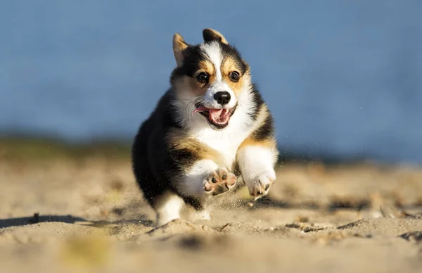 해변에 웨일즈 Corgi 강아지 — 스톡 사진