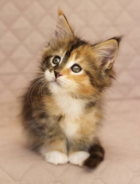 Maine Coon yavru kedi görünüyor