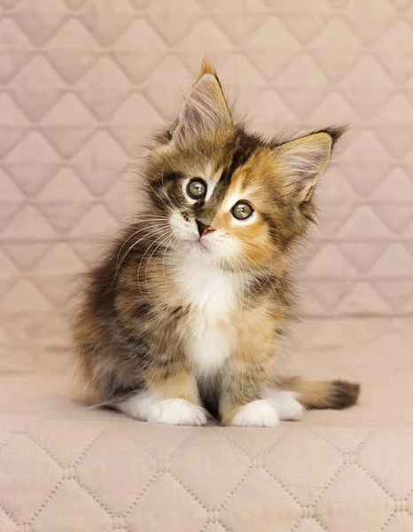 Maine Coon Kitten Wygląda — Zdjęcie stockowe