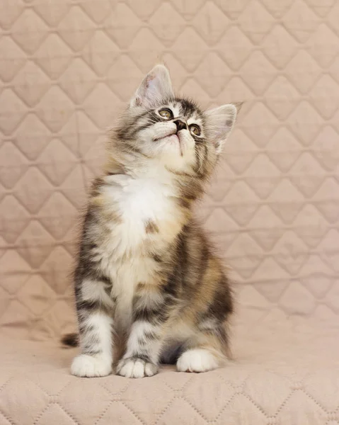 Maine Coon Kitten Looks — Stock Photo, Image