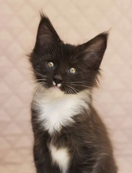 Maine Coon Kitten Looks — Stock Photo, Image