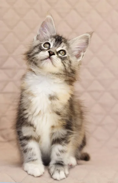 Maine Coon Kitten Looks — Stock Photo, Image