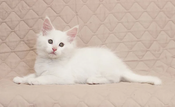 Maine Coon Kitten Wygląda — Zdjęcie stockowe