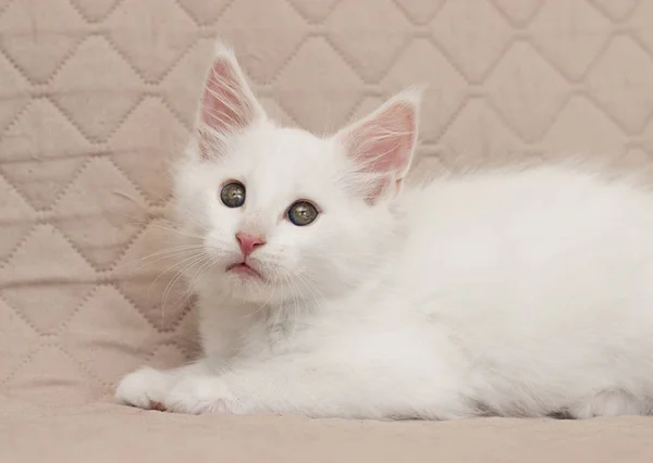 Maine Coon Kitten Looks — Stock Photo, Image