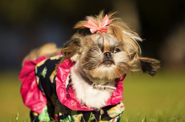 Shih Tzu köpek sonbahar yürüyüş