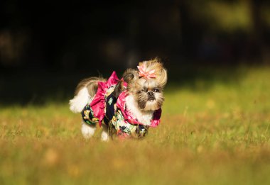 Shih Tzu köpek sonbahar yürüyüş