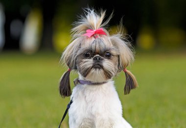 Shih Tzu dog on autumn walk clipart