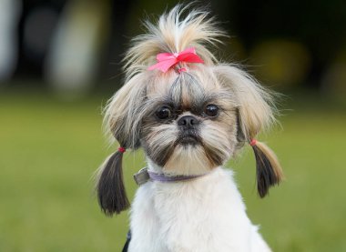 Shih Tzu köpek sonbahar yürüyüş