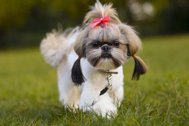 Shih Tzu dog on autumn walk clipart