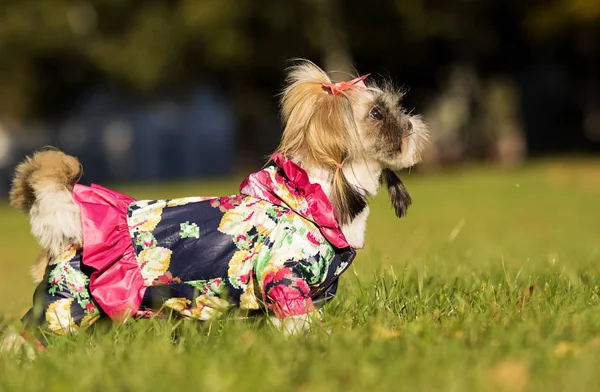 秋の散歩にシーズー犬 — ストック写真