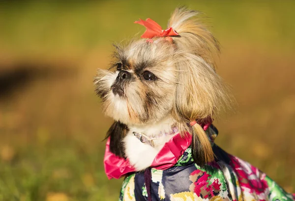 秋の散歩にシーズー犬 — ストック写真