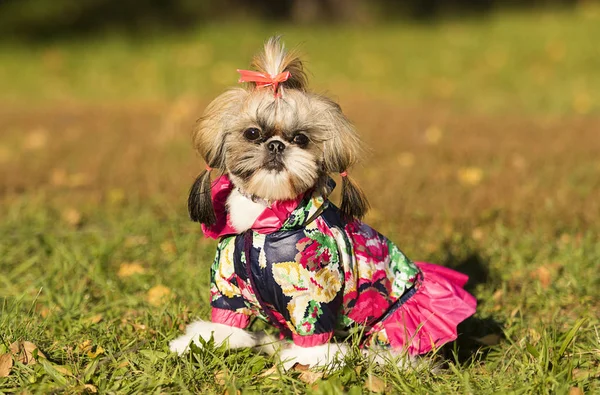 Shih Tzu Σκύλος Φθινοπωρινή Βόλτα — Φωτογραφία Αρχείου