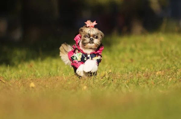 秋の散歩にシーズー犬 — ストック写真