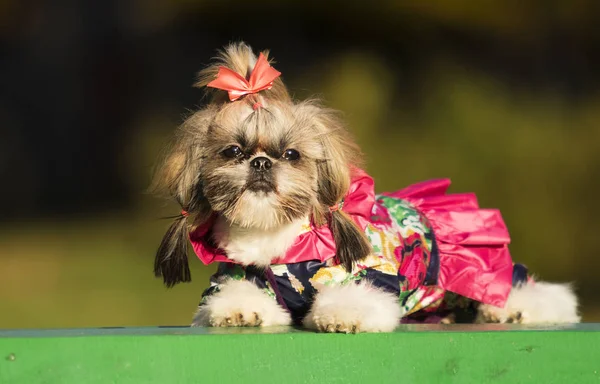 秋の散歩にシーズー犬 — ストック写真