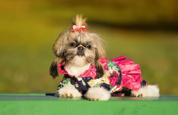 Shih Tzu Pies Jesienny Spacer — Zdjęcie stockowe