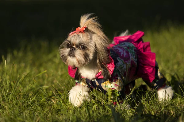 Shih Tzu Σκύλος Φθινοπωρινή Βόλτα — Φωτογραφία Αρχείου