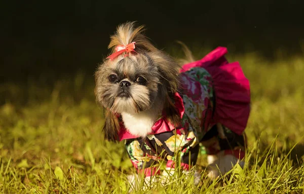 Shih Tzu Kutya Őszi Séta — Stock Fotó