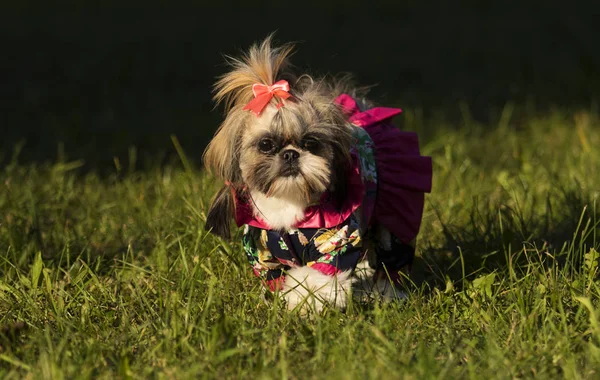 Shih Tzu Σκύλος Φθινοπωρινή Βόλτα — Φωτογραφία Αρχείου