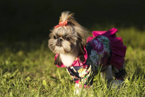 Shih Tzu Cão Caminhada Outono — Fotografia de Stock