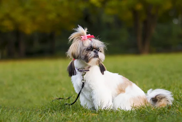 秋の散歩にシーズー犬 — ストック写真