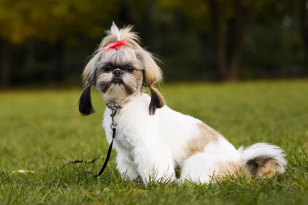 秋の散歩にシーズー犬 — ストック写真